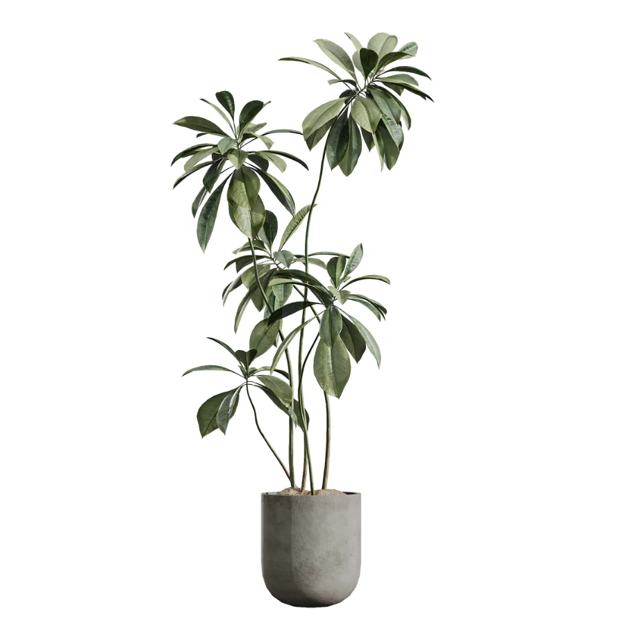 AV Indoor Plants Set 437 Olive and Rubber Ficus and Ficus Marginata and Lime Cane Dragon and Ficus African Fig Image 5