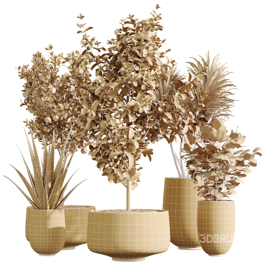 AV Indoor Plants Set 440 Eucalyptus Bouquet and Yucca and Olive and Orange Tree and Aloe Vera Image 8