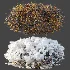 AV Winter Plant Snow Quihoui Privet and Snow Wild Erica Multiflora - Thumbnail 8