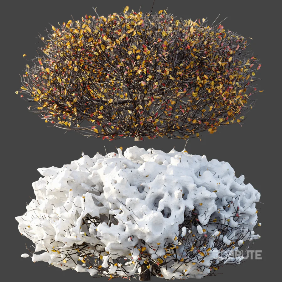 AV Winter Plant Snow Quihoui Privet and Snow Wild Erica Multiflora Image 8