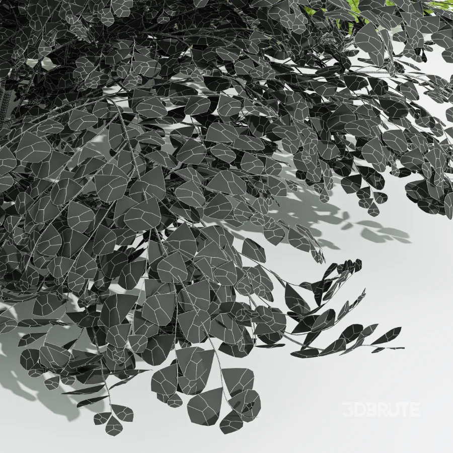 AV Adiantum Capillus Veneris Fern and Cytisus scoparius bush Image 7