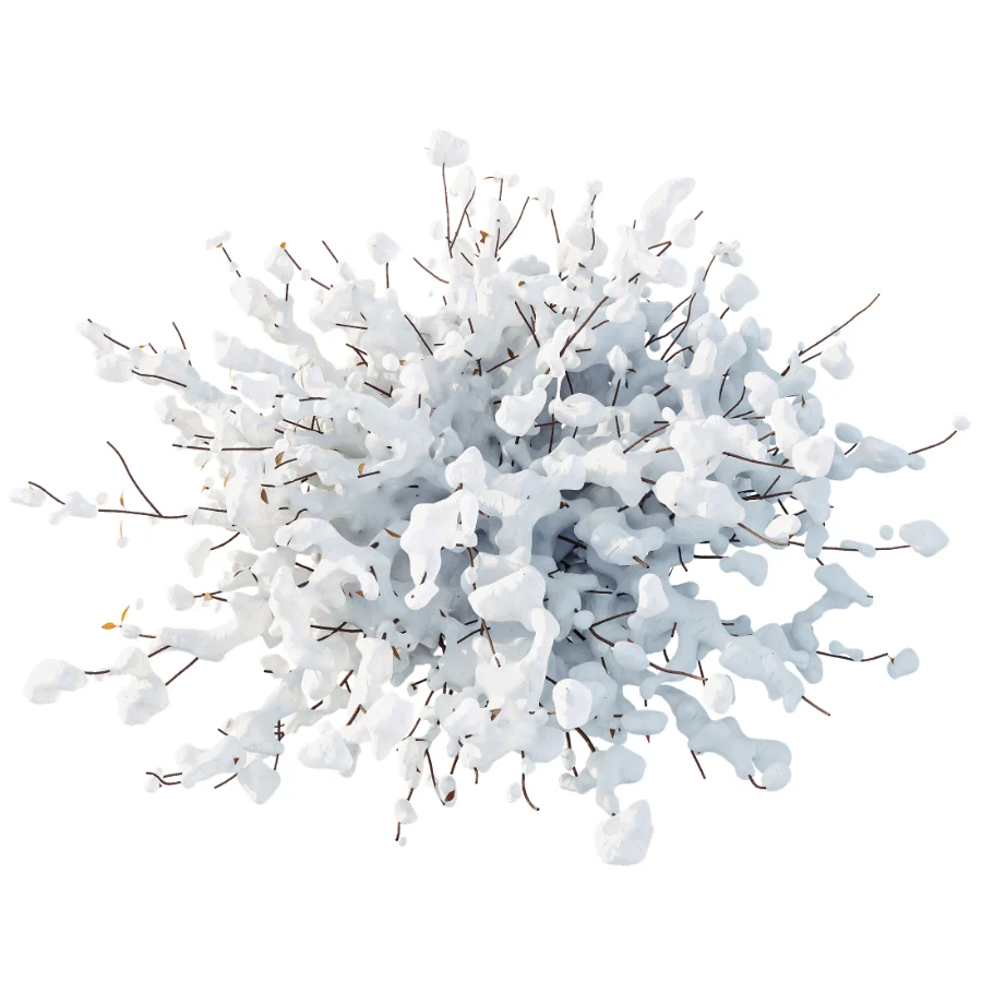 AV Winter plant Snow Quihoui Privet and Snow Abelia Grandiflora Image 4