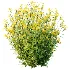 Senecio jacobaea wild flowers Tansy ragwort 04 - Thumbnail 5