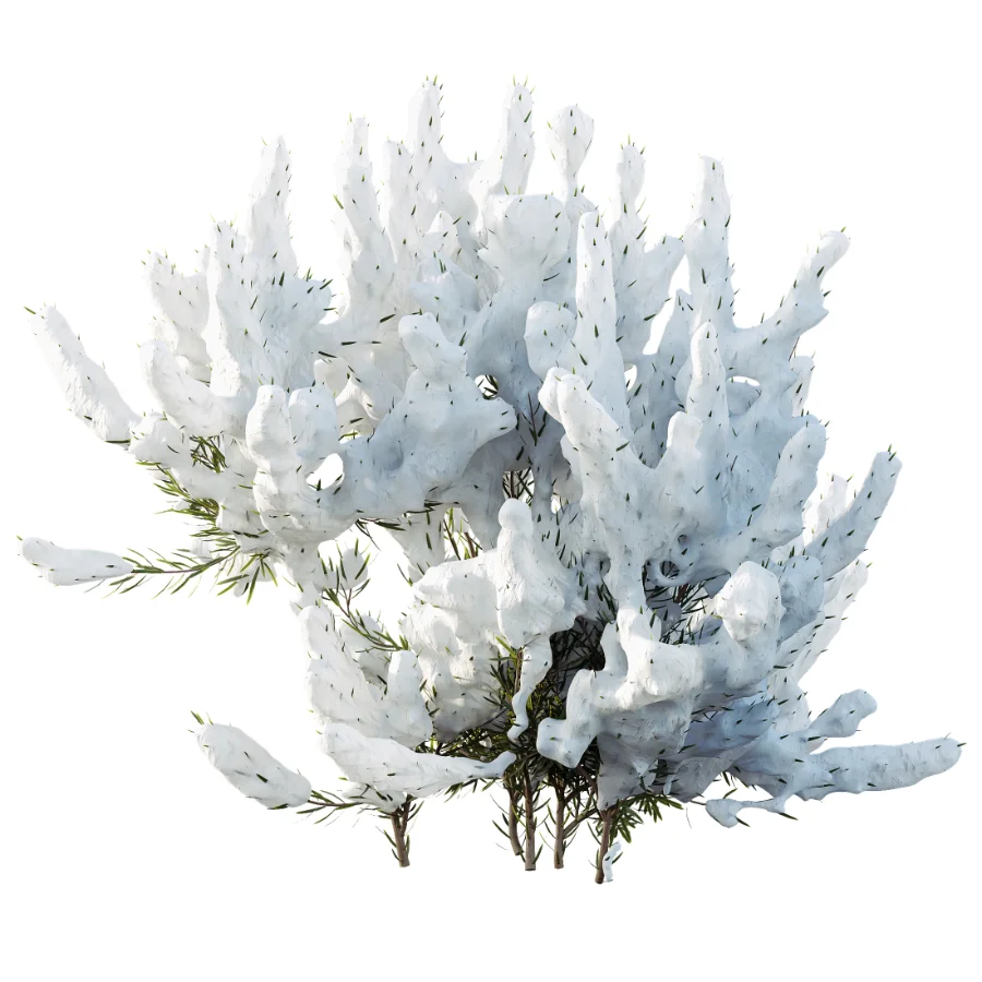 AV Winter Plant Snow Quihoui Privet and Snow Wild Erica Multiflora Image 2