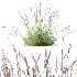 AV Plant Purple Moor Grass Molinia Caerulea - Thumbnail 1