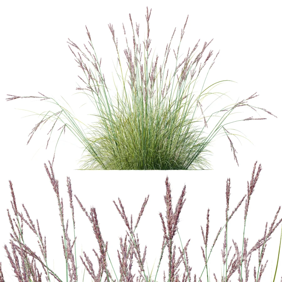AV Plant Purple Moor Grass Molinia Caerulea Image 1