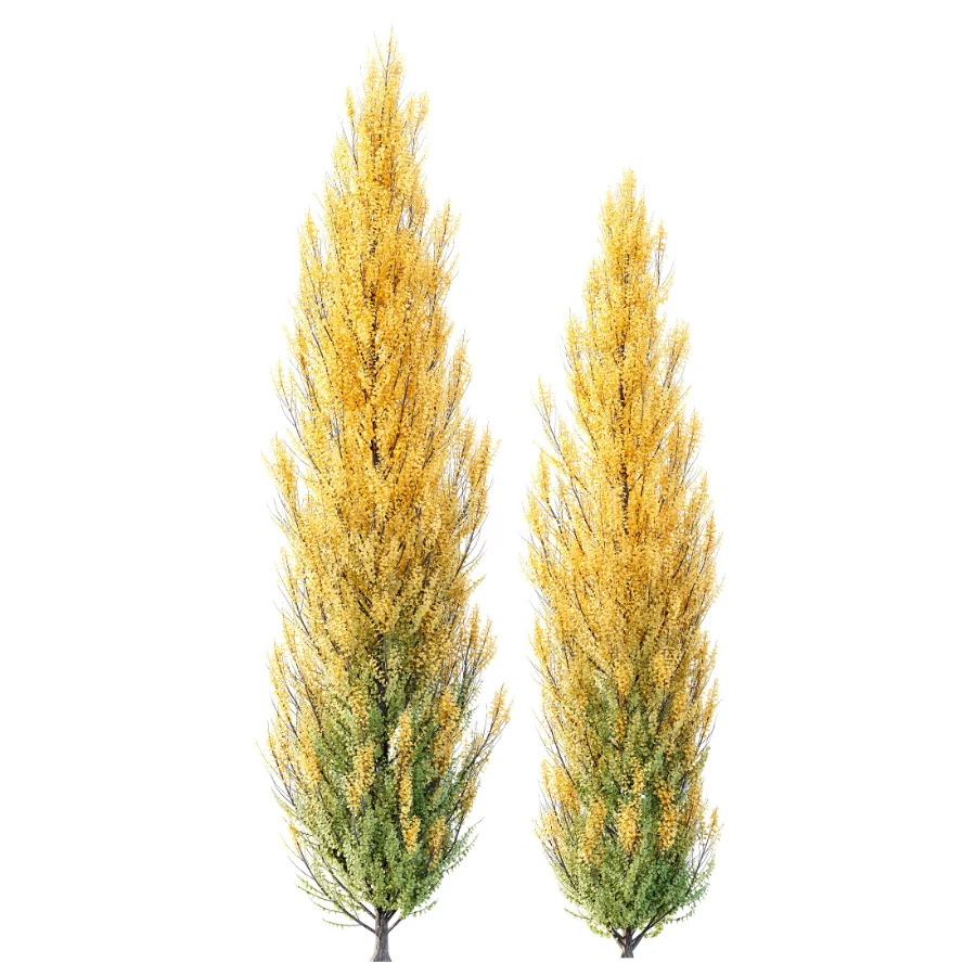 AV Acer Buergerianum Fall and Acer X freemanii Image 1