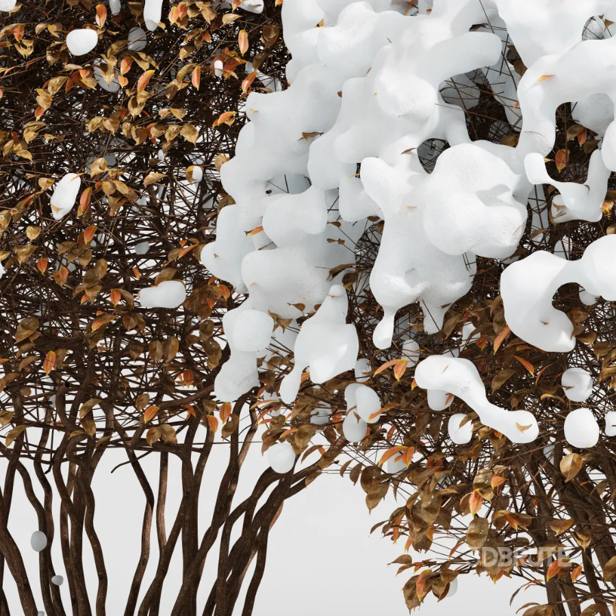 Av Winter Plant darf Yaupon Holly Winter Image 4