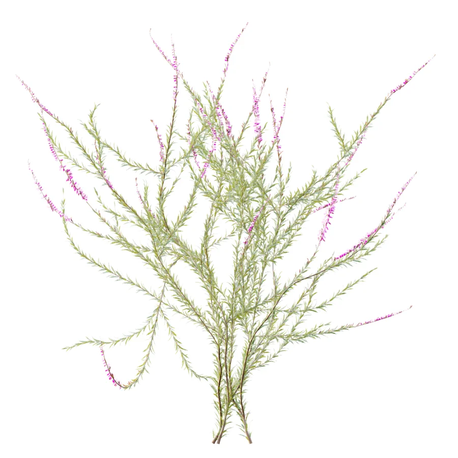 AV Plant Bush Purple Heather Calluna Vulgaris Image 7
