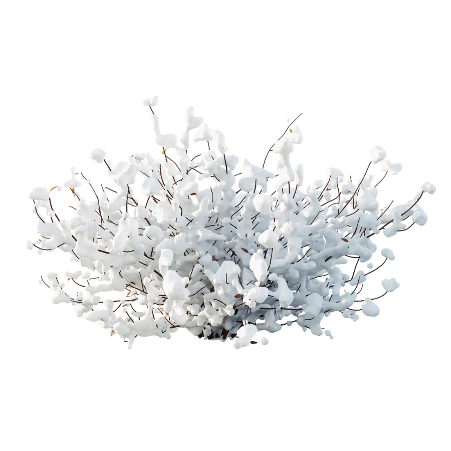 AV Winter plant Snow Quihoui Privet and Snow Abelia Grandiflora Image 1