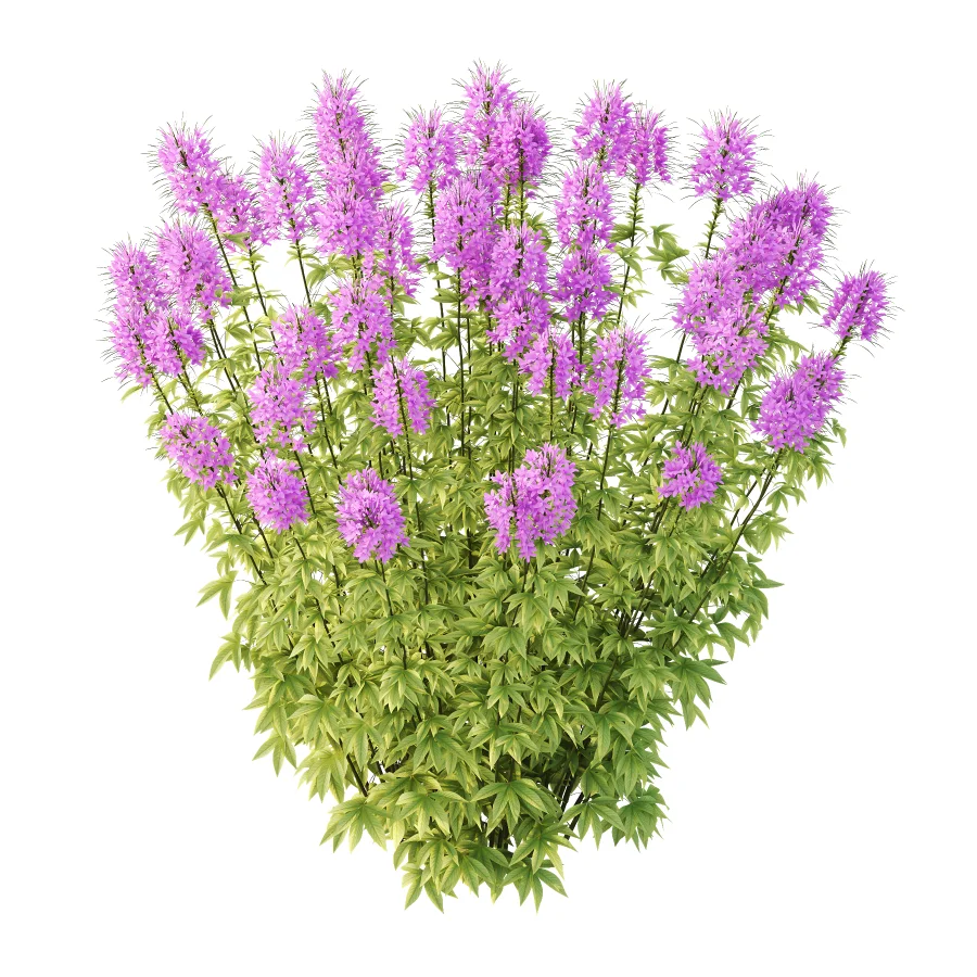 ntal annual, but is impressive for its long flowering period and impressive floral display. We reveal whether the spider flower is hardy and which location is optimal for successful planting.The spider flower belongs to the spider family (Cleomaceae) and comes from subtropical Central and South America. The taxonomy of the beautiful spider flower has not yet been clearly defined, which is why you can also come across names such as Cleome hassleriana and Tarenaya hassleriana when looking for the summer flower. It is often called spiny spider flower or bee plant. The long stamens of the flowers give this special ornamental plant its name. Together with the petals, the appearance is reminiscent of a spider with long legs. This is why it’s known as the “spiny spider flower”. The long and narrow pod fruits are formed during the flowering period from July to October. Depending on the variety, the spider flower shines with pink, purple, red or white flowerheads and grows between 90 and 160cm tall. Image 1