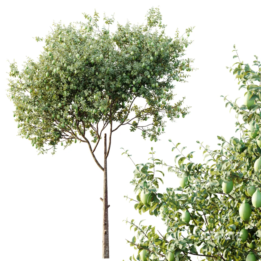 AV Plants Citrus Meyer Lemon Version02 Image 1