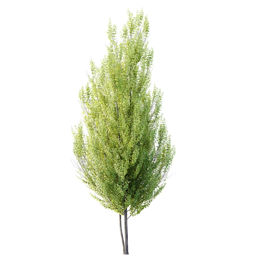 AV Acer X_freemanii Freeman Maple Sapindaceae Autumn Blaze set 05 Image 1