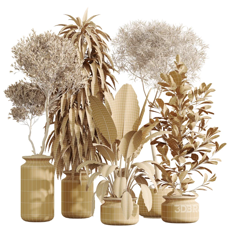 AV Indoor Plants Set 439 Ficus Beliza and Olive and Ficus Binnendijkii and Ficus Marginata and Ficus macrocarpa Image 9