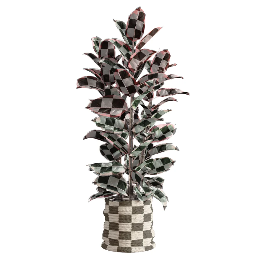 Red Ficus in Jute Pot Image 2