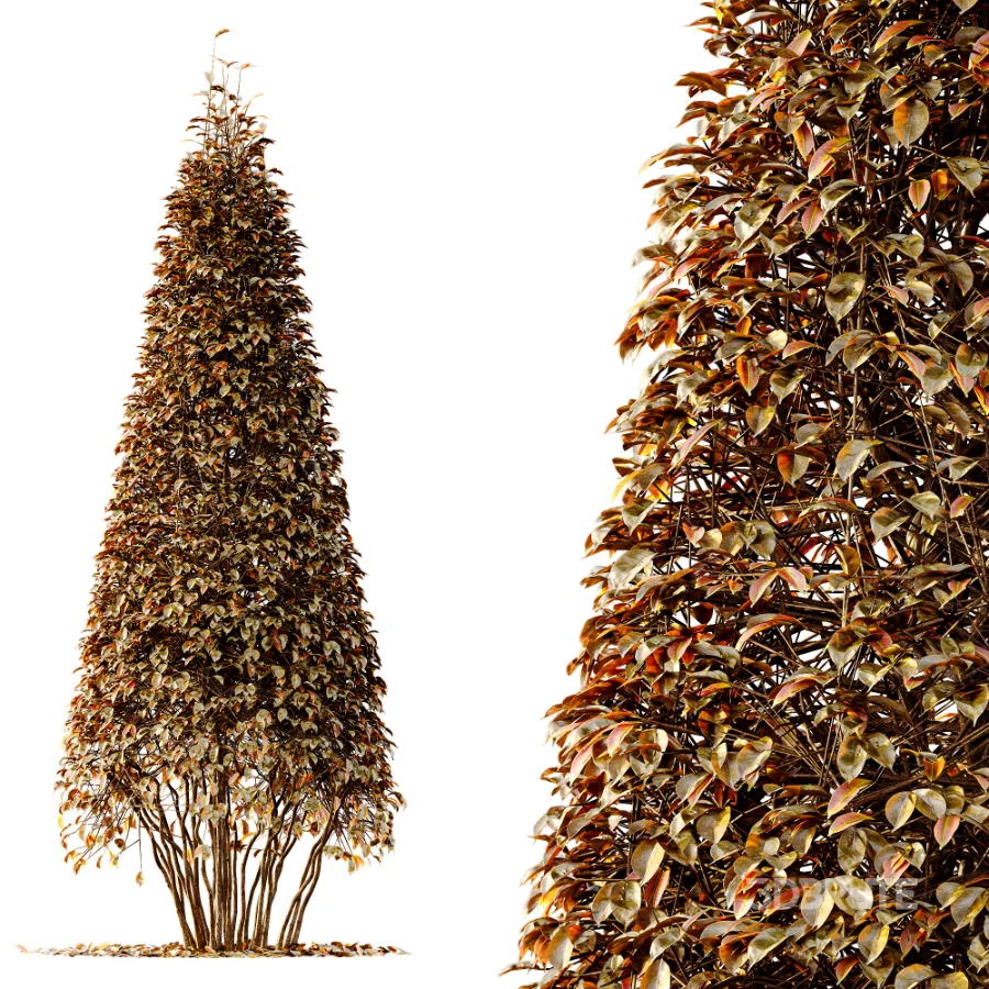 Av Winter Plant darf Yaupon Holly Winter Image 5