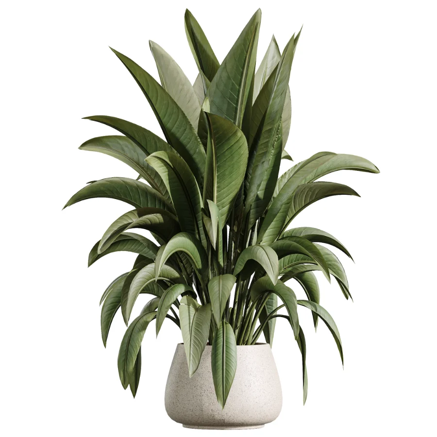 AV Indoor Plants Set 433 Ficus Marginata and Bird Of Paradise and Spineless Yucca and OLive Tree Image 3