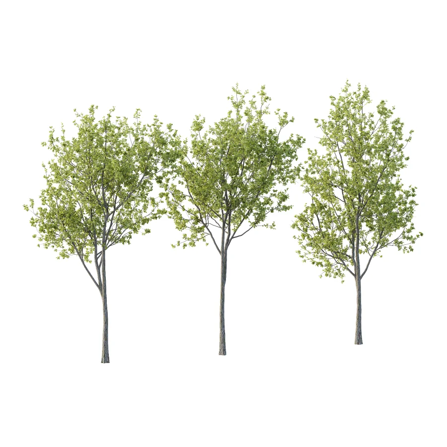 Chinese ash Tree Fraxinus chinensis 09 Image 1