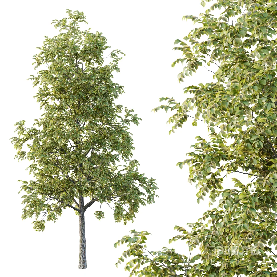 Chinese ash Tree Fraxinus chinensis 02 Image 4