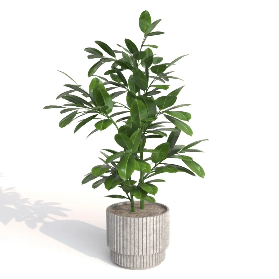 indoor plant_003 Image 3