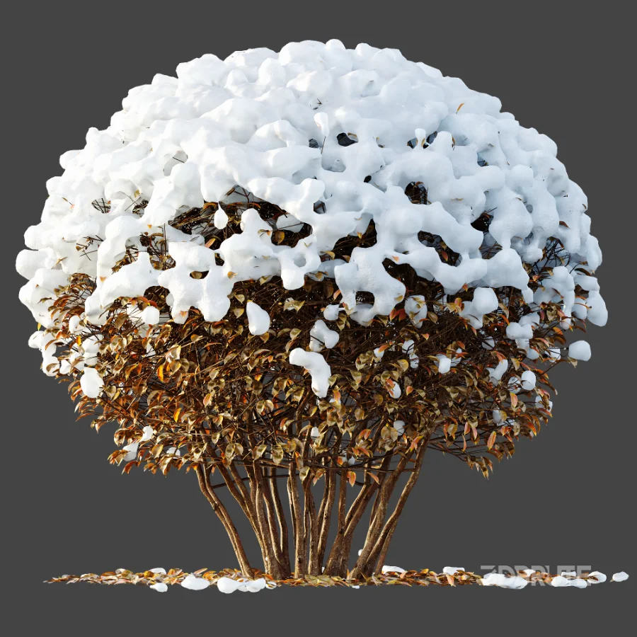 Av Winter Plant darf Yaupon Holly Winter Image 6