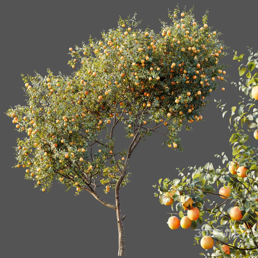 AV Plants Citrus Sinensis Orange Arancio Version02 Image 6