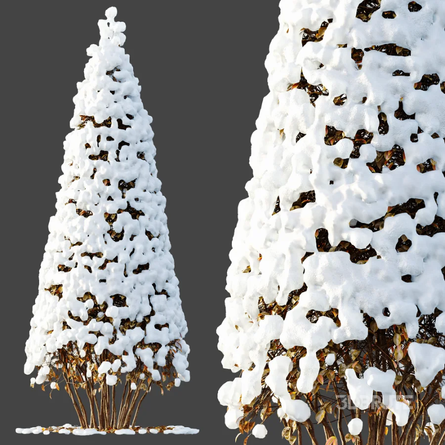 Av Winter Plant darf Yaupon Holly Winter Image 7