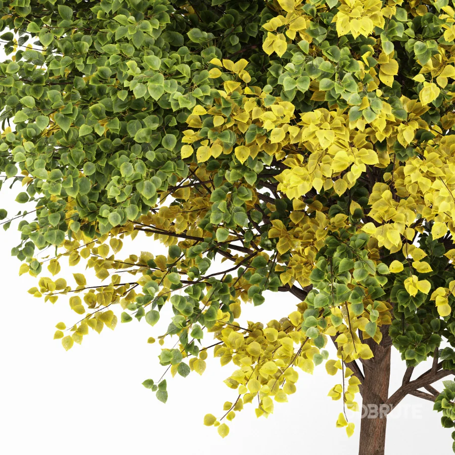 AV Autumn trees Image 2