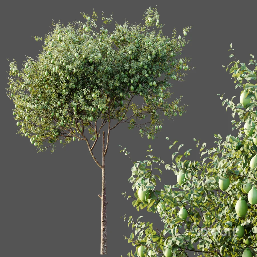 AV Plants Citrus Meyer Lemon Version02 Image 5