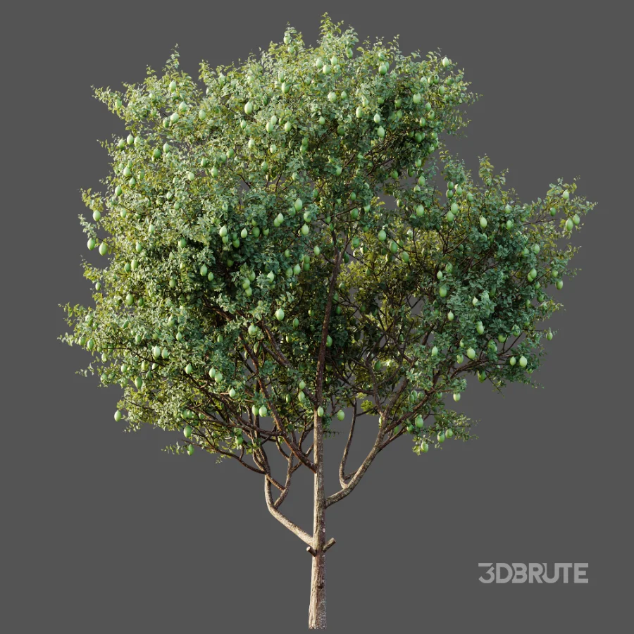 AV Plants Citrus Meyer Lemon Version02 Image 4