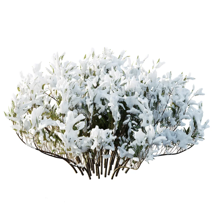 AV Winter Plant Snow Phillyrea Angustifolia Rosemarinifolia and Snow Juniperus Sabina Image 2