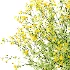 Senecio jacobaea wild flowers Tansy ragwort 03 - Thumbnail 2