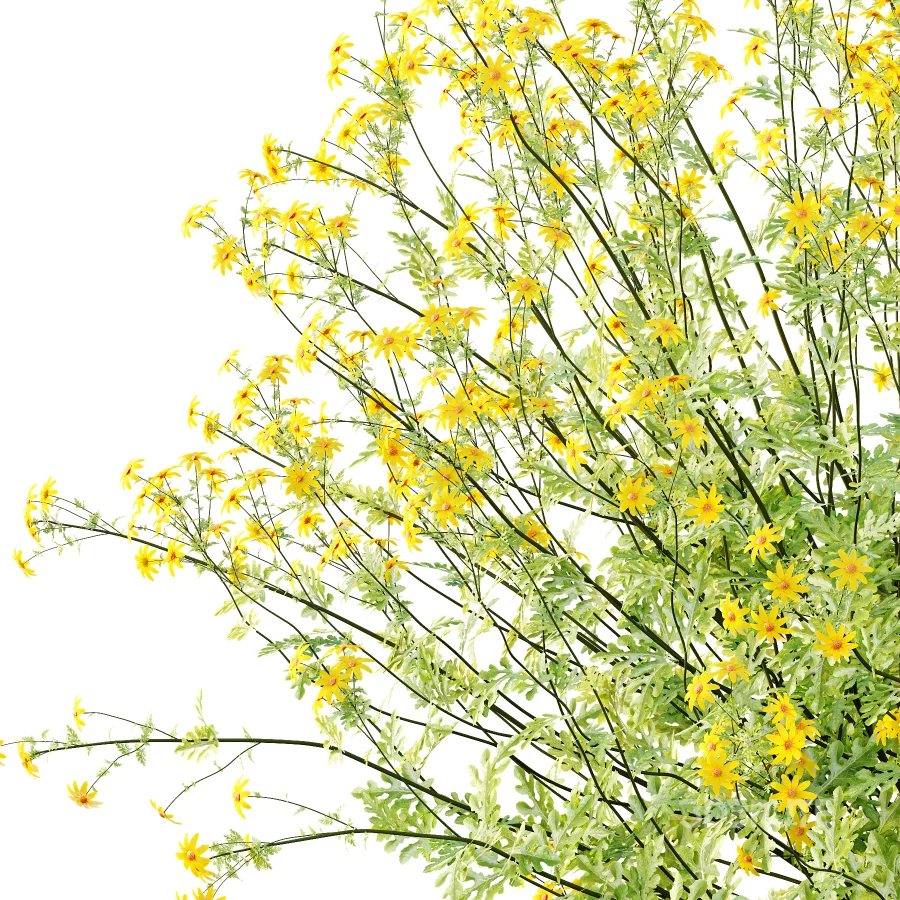 Senecio jacobaea wild flowers Tansy ragwort 03 Image 2