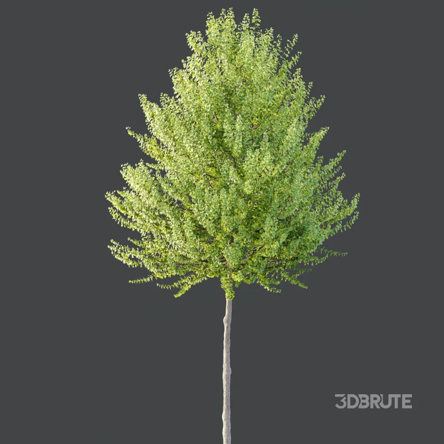 AV Acer X freemanii Freeman Maple Sapindaceae Tree set 03 Image 3