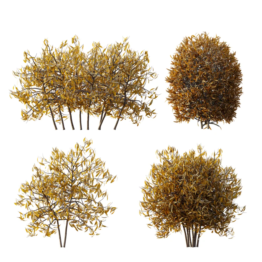 AV WinterPlant Snow Arboreum Bush and Snow Phillyrea Angustifolia Image 7