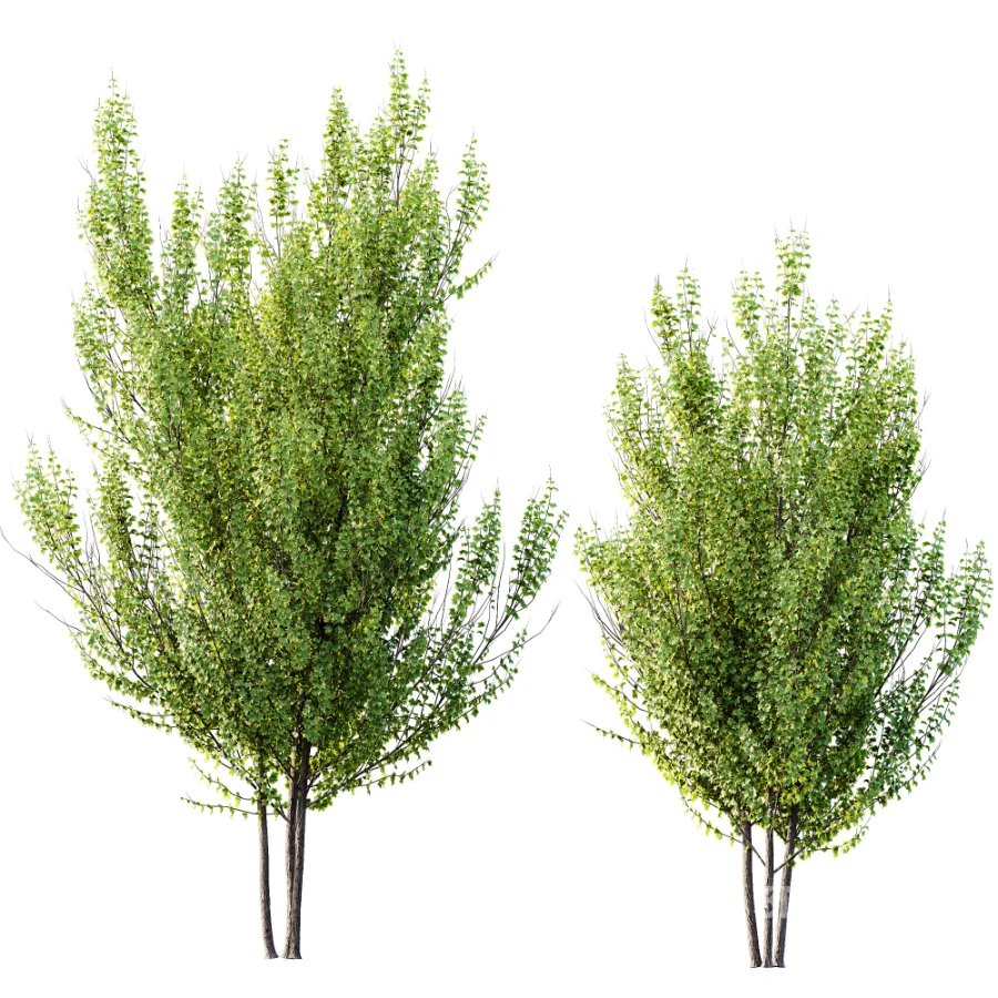 AV Acer X_freemanii Freeman Maple Sapindaceae Autumn Blaze set 05 Image 2