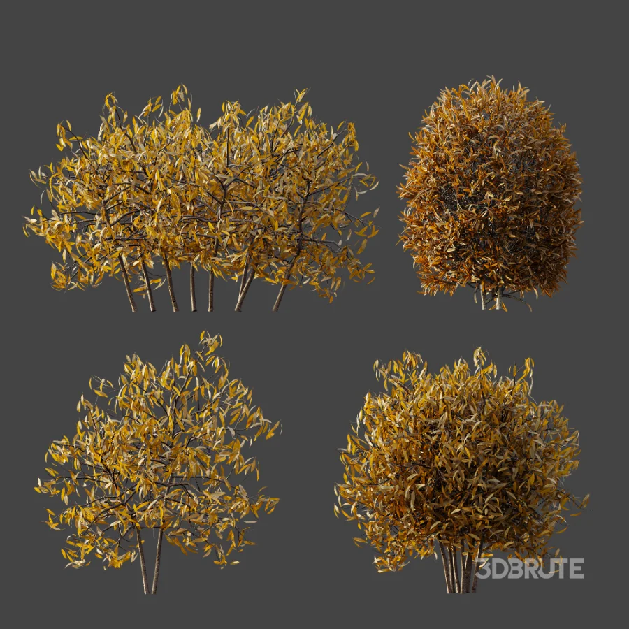 AV WinterPlant Snow Arboreum Bush and Snow Phillyrea Angustifolia Image 8