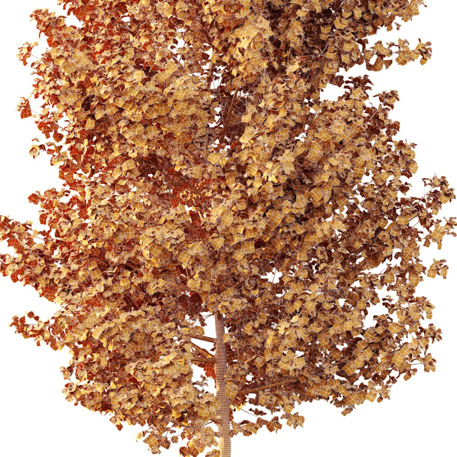 AV Autumn trees Acer X freemanii Freeman Maple Sapindaceae Set set 04 Image 4