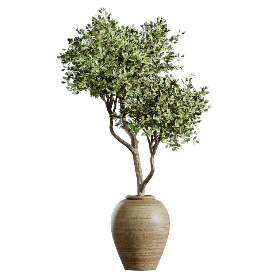 AV Indoor Plants Set 438 Olive and Alocasia Elefantenohr and Yucca Palm and Europaea Olive and Briful Pachira Image 3