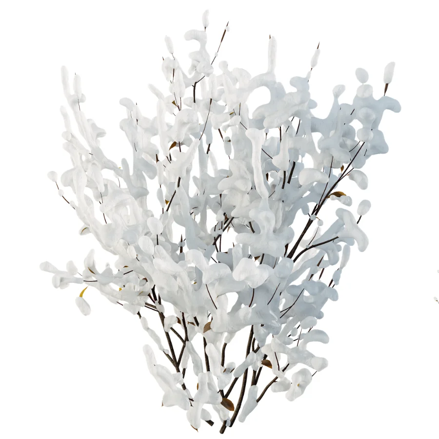 AV Winter Plant Snow Cornus sanguinea and Snow Kapebonavista Pachystachys Image 2