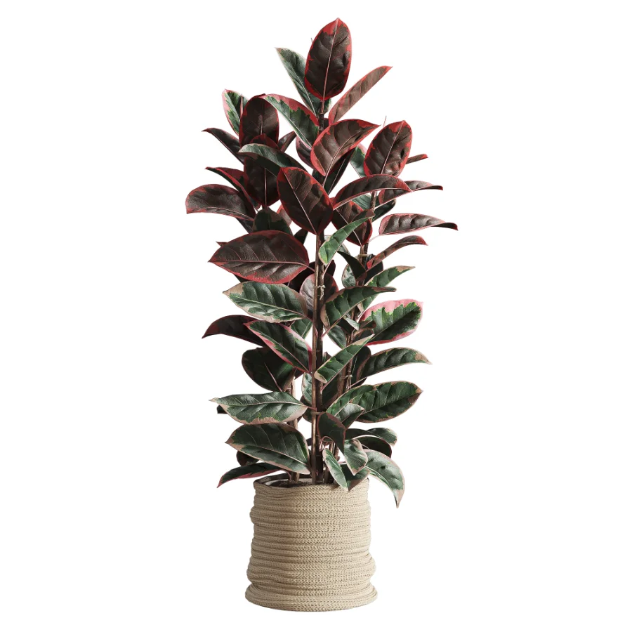 Red Ficus in Jute Pot Image 1
