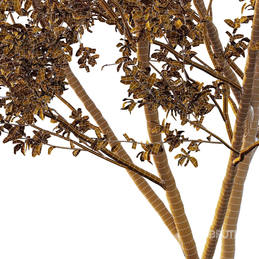 Chinese ash Tree Fraxinus chinensis 08 Image 1