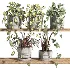 ivy potted plants on shelf - Thumbnail 1