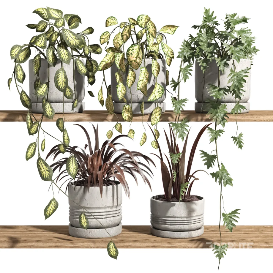 ivy potted plants on shelf Image 1