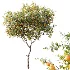 AV Plants Citrus Sinensis Orange Arancio Version02 - Thumbnail 1