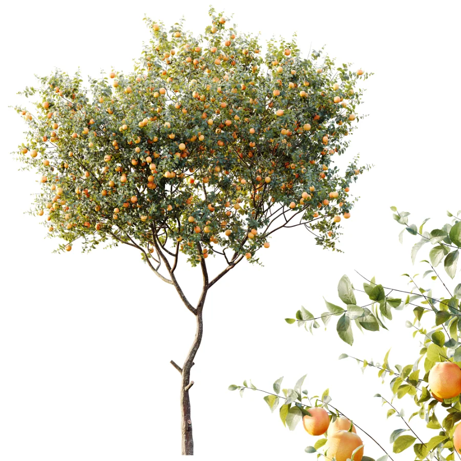 AV Plants Citrus Sinensis Orange Arancio Version02 Image 1