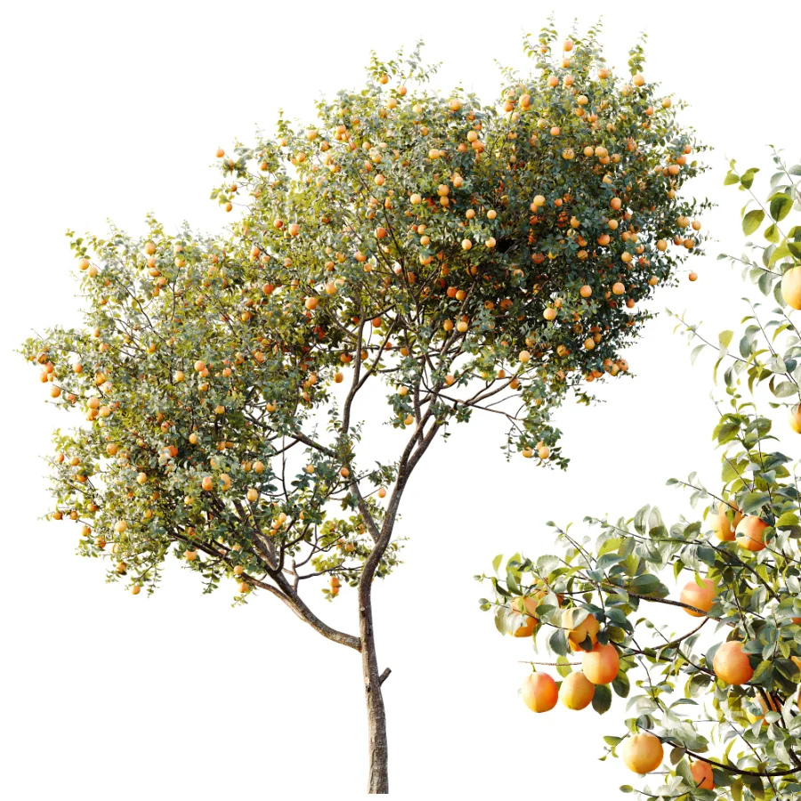 AV Plants Citrus Sinensis Orange Arancio Version02 Image 3