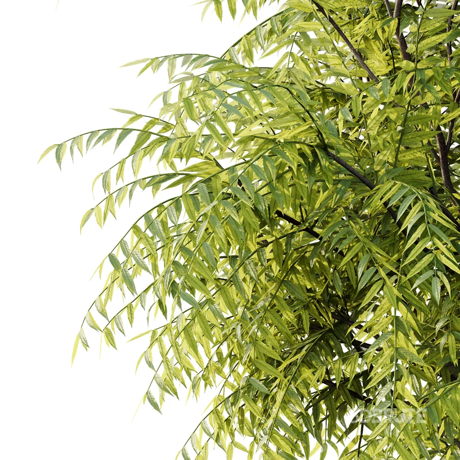 Averrhoa bilimbi Tree 01 Image 7