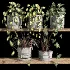 ivy potted plants on shelf - Thumbnail 2