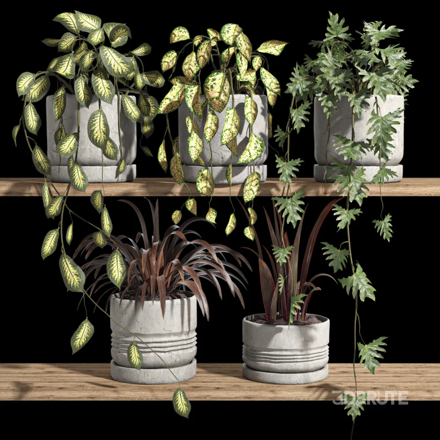 ivy potted plants on shelf Image 2